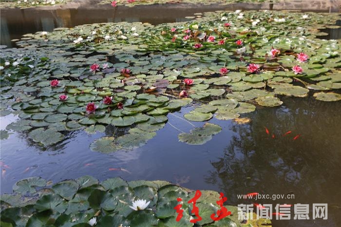 紫禁荷花
