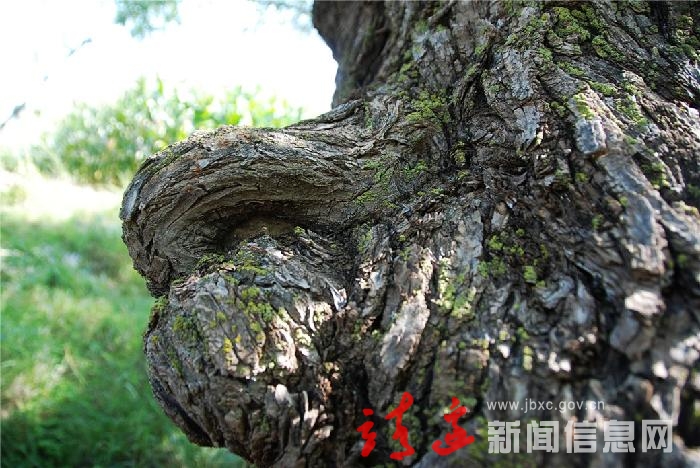神树雄狮