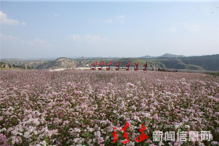 荞麦花簇拥中的“磕头牛牛”
