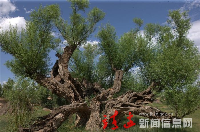 古树绿柳