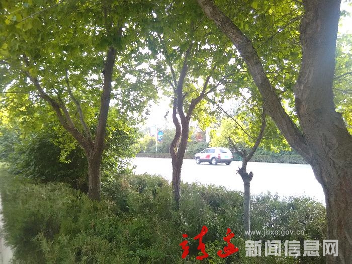 路在林中