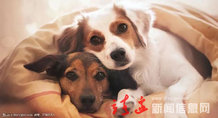 文明养犬！靖边启动城市流浪犬集中收容行动