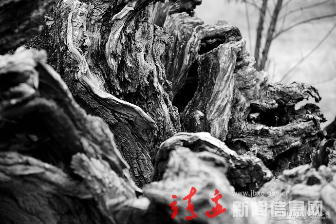 千年古柳——红墩界神树涧