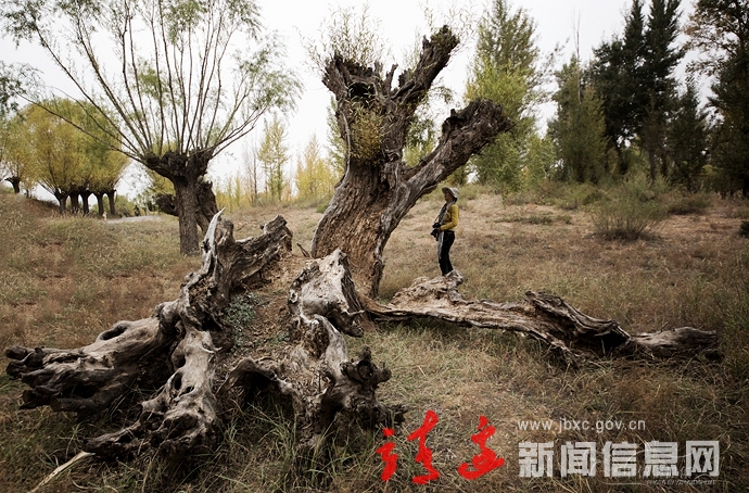 千年古柳——神树涧（1）
