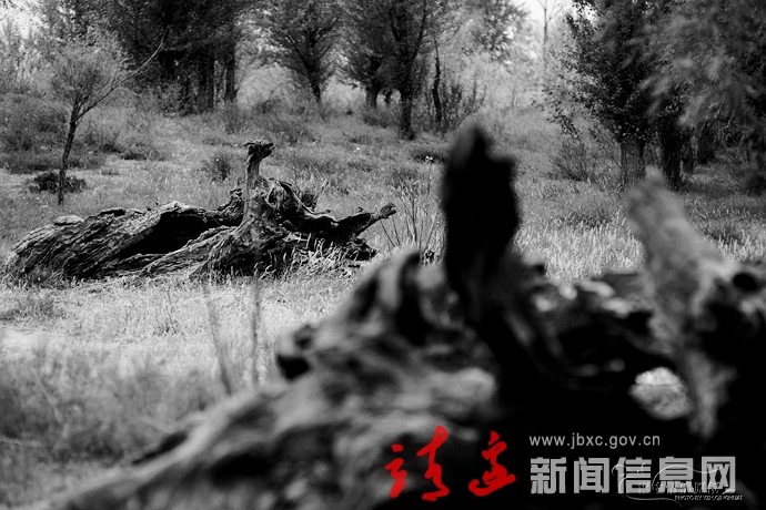 千年古柳——神树涧（2）