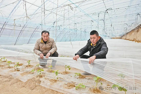 【新春走基层】靖边：温室大棚“春意”浓！