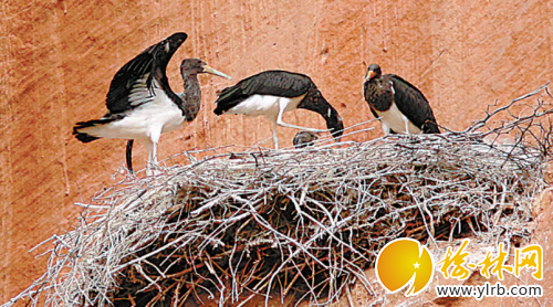 QQ截图20150619073010