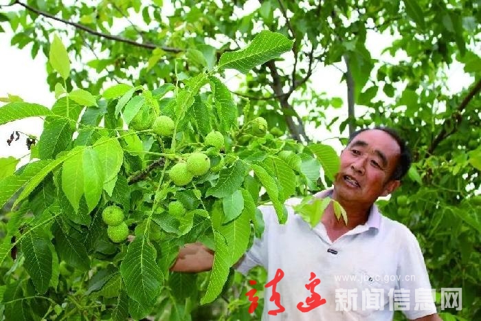 【奋进新征程 建功新时代】周河镇特色产业打造乡村振兴美景