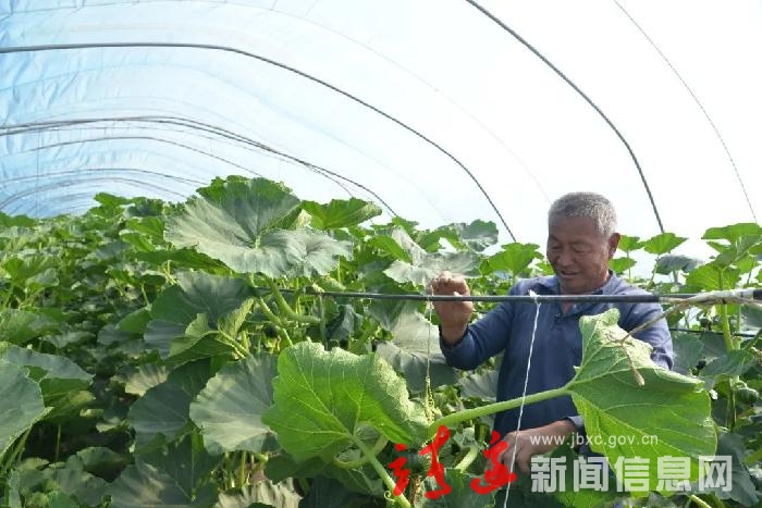 【奋进新征程 建功新时代】王渠则镇订单农业给农户种下“定心丸”