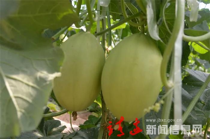 【奋进新征程 建功新时代】靖边：产业兴 百姓富 乡村美！