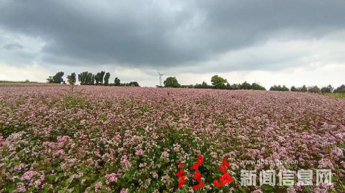 【奋进新征程 建功新时代】三岔渠：荞麦收获季，农民喜开颜！
