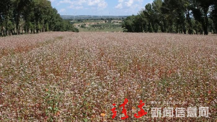 靖边：全年粮食总产量达35.6万吨