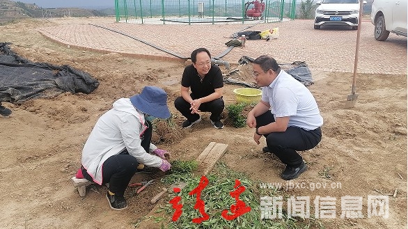 【奋进新征程 建功新时代】周河镇：党建引领，打造乡村振兴“引擎”