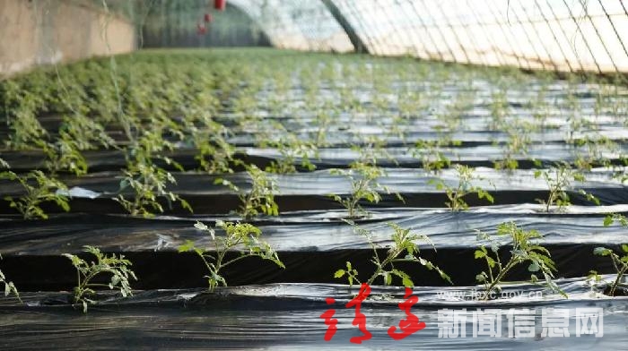 靖边：人勤春来早，春耕备耕正当时！