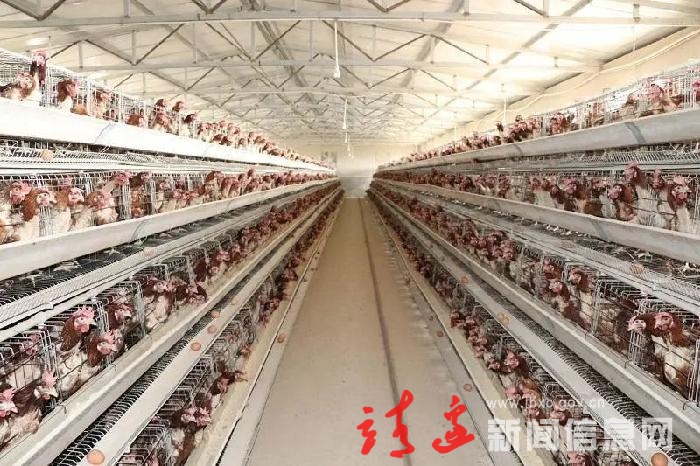 助力乡村振兴！三岔渠：规模养殖拓宽致富路