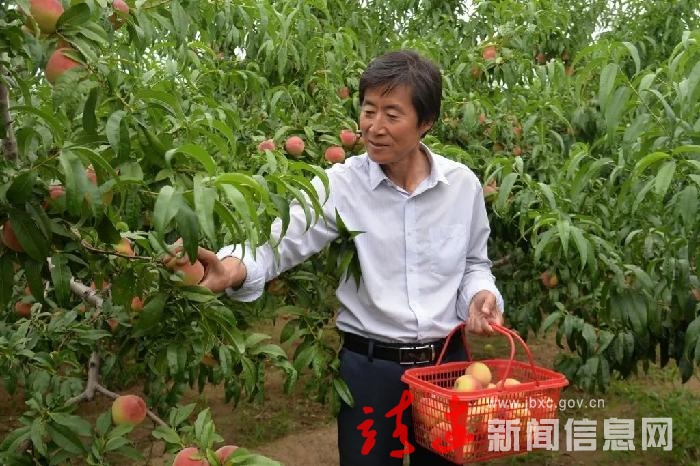 【走进乡村看振兴】靖边：王文章的种桃“秘笈”！
