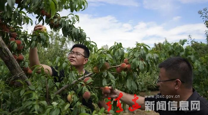【清爽榆林 阜美靖边】镇靖镇：这个夏天 “桃”你欢喜