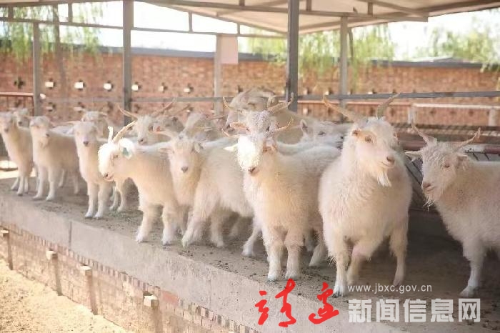 【走进乡村看振兴】黄蒿界镇：羊产业奏响新“牧歌”
