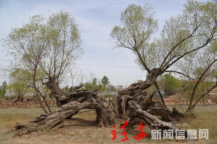 春天里的靖边 | 千年古柳吐新绿…