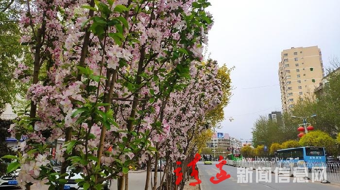 【塞北视角】 靖边县：海棠花开 一城春来