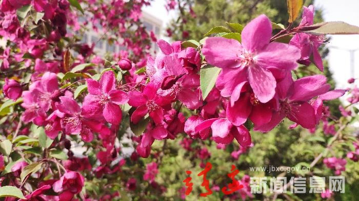 【塞北视角】 靖边：朵朵春花 百媚千红