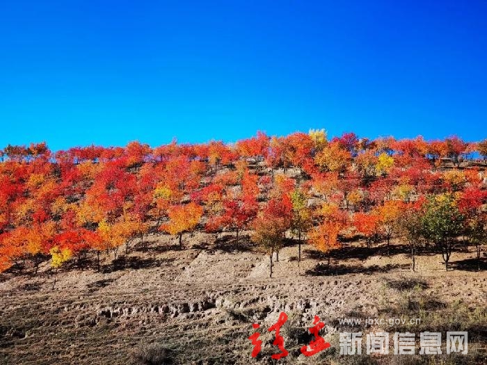 美美美！镇靖镇藏着油画般的秋色～～