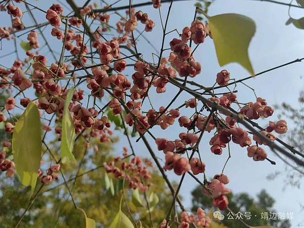 靖边：“丝绵木”挂满红果 点亮城市风景线