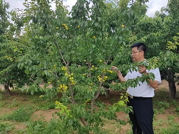 红墩界镇：小白杏首挂果 甜蜜产业添“金钥匙”