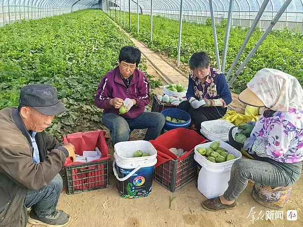 【走进乡村看振兴】靖边水路畔香瓜甜蜜上市啦！