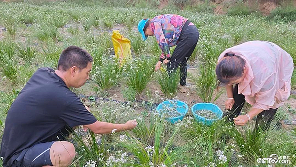 【央视网关注】靖边：泽蒙花开幸福来