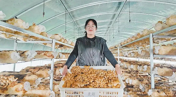 【走进乡村看振兴】靖边：昔日“水困”愁农 今朝“菌香”富民