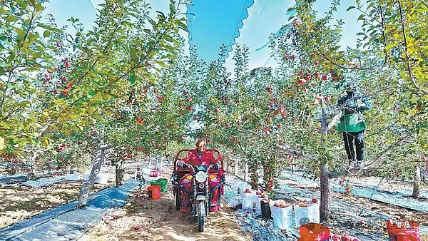 【走进乡村看振兴】靖边：技术赋能苹果产业提质升级！