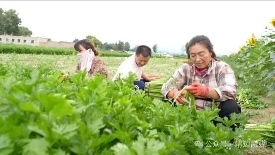 【走进乡村看振兴】靖边：集体经济助力乡村振兴“一盘棋”