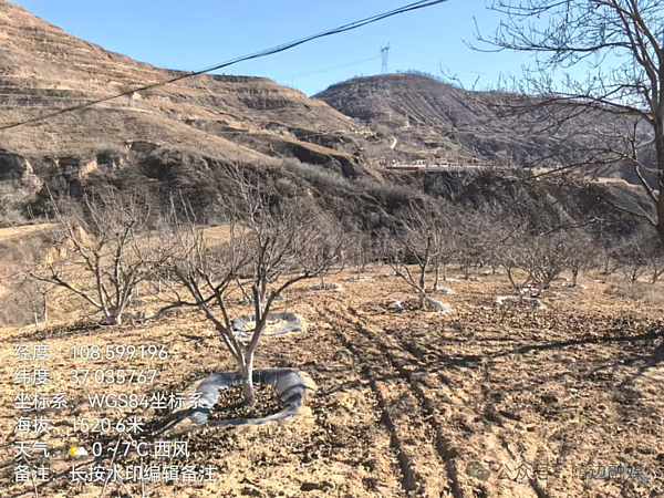 【走进乡村看振兴】周河镇：核桃成“金果” 黄土坡铺就致富路