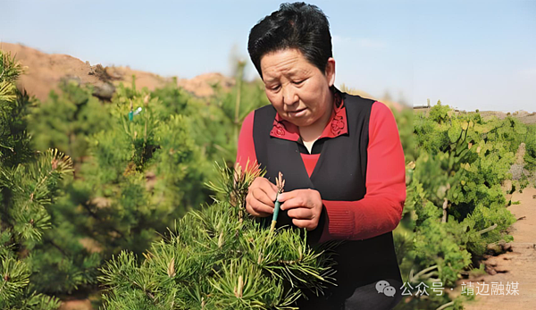 【“十四五”收官综述】靖边这五年（四）绿色丰碑：从荒漠到沃野的生态奇迹