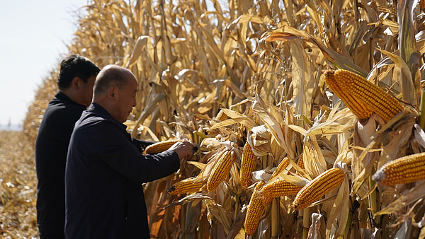 艰辛创业梦 筑梦无定河