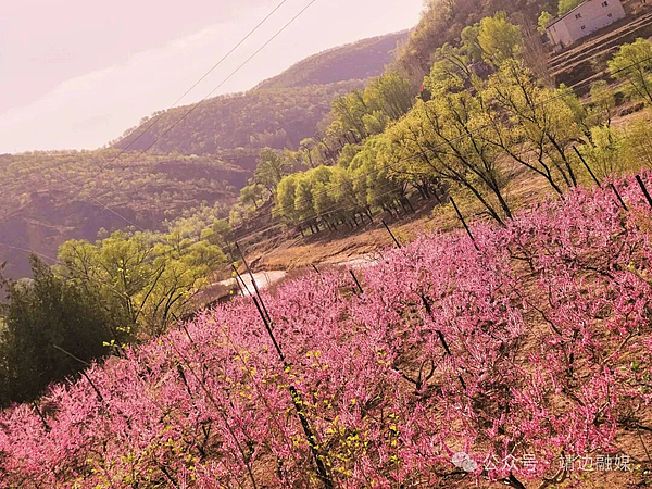 青阳岔镇：以花为媒 绘就产业振兴新画卷