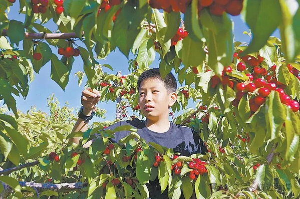 【乡村振兴加速度】靖边：沙地樱桃红 增收路更宽