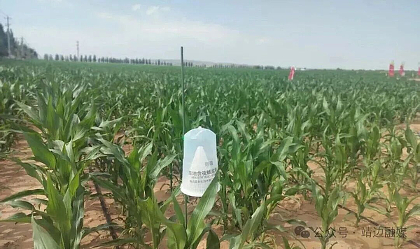 靖边：抓实病虫害防治 筑牢粮食安全屏障