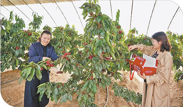 沙地樱桃何以“硬核”出圈