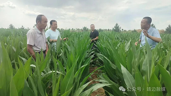 靖边：市县联动督导检查 精准赋能植保工作
